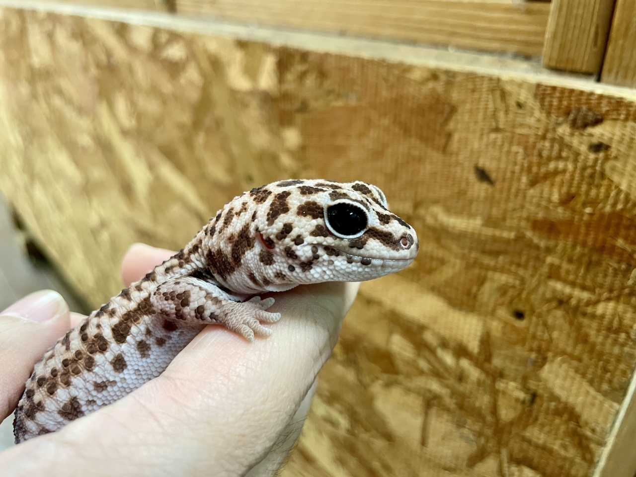 ニシアフリカトカゲモドキ（ホワイトアウトパターンレス）(3)