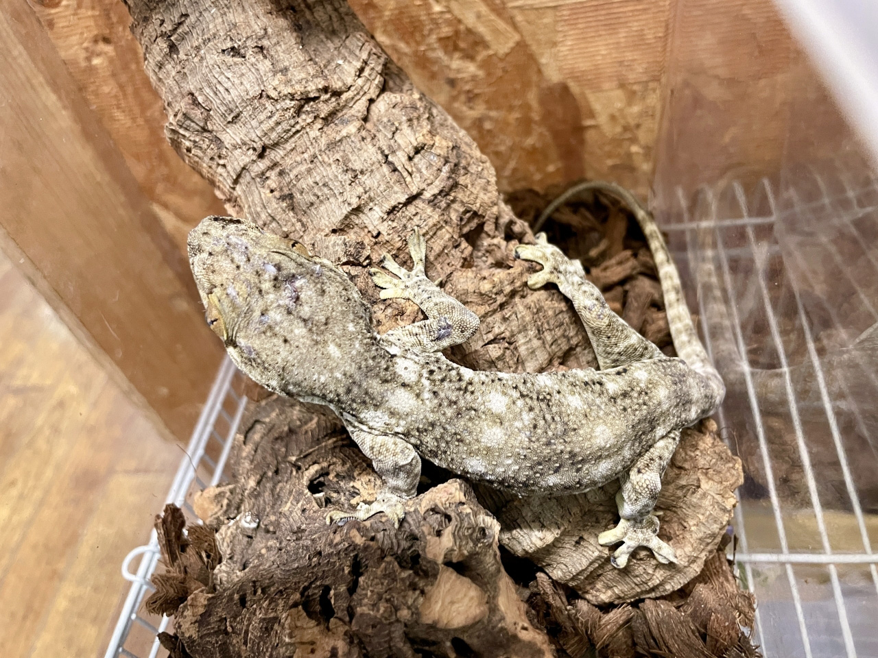 ボイヴィンネコツメヤモリ(4)