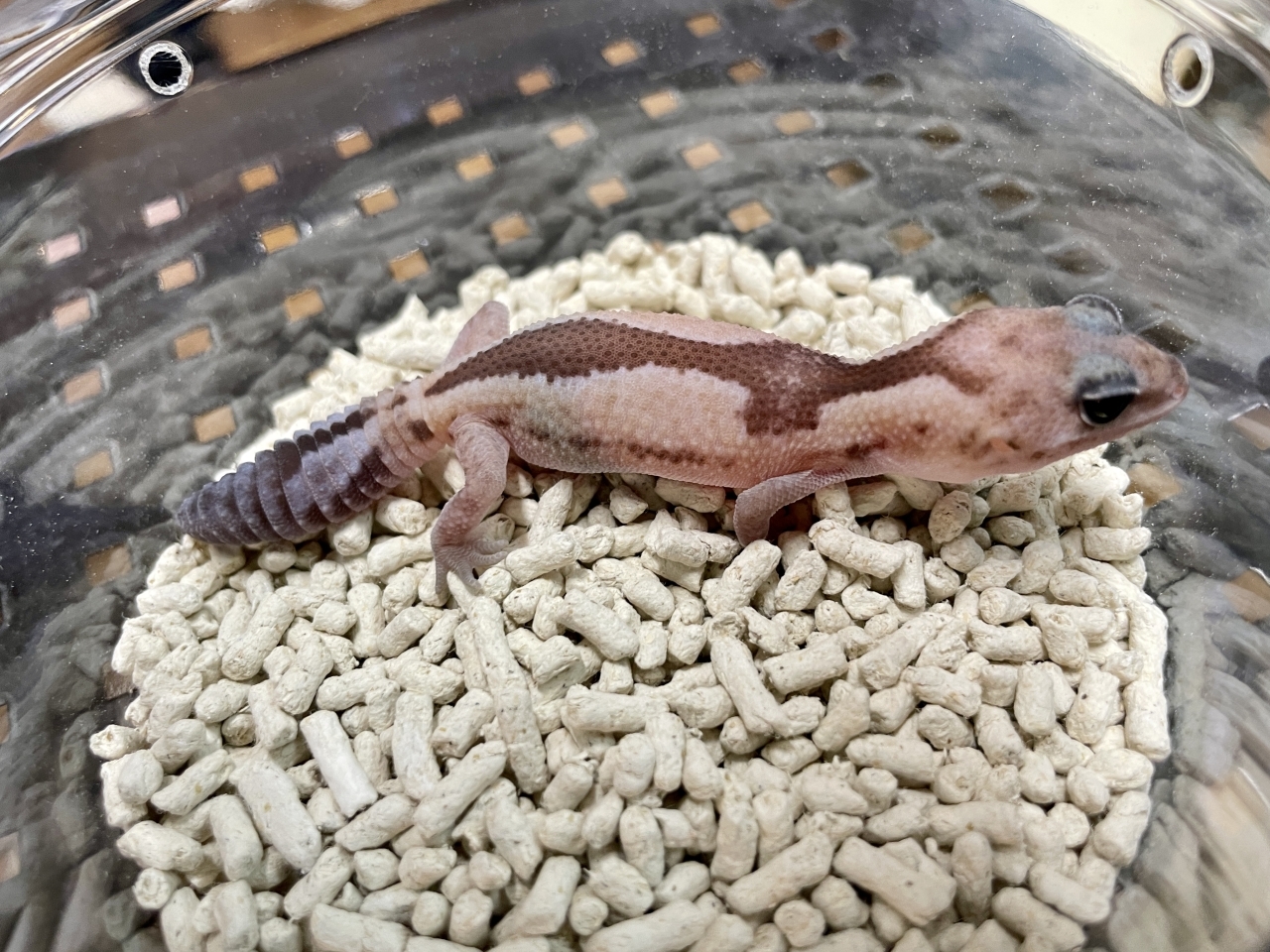 ニシアフリカトカゲモドキ（ズールーhetゴーストオレオ）(1)