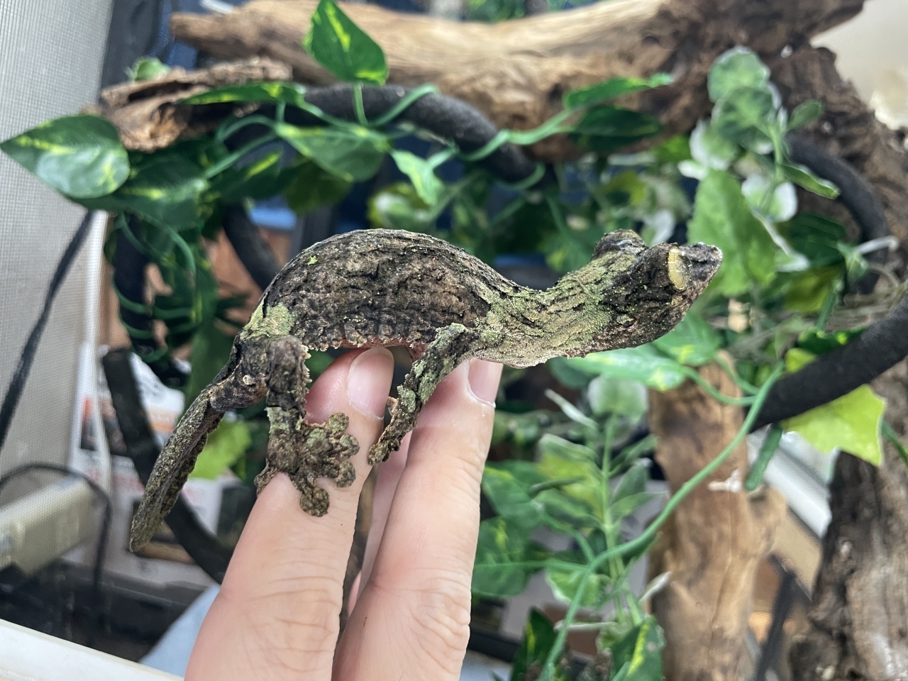 ヤマビタイヘラオヤモリ(3)