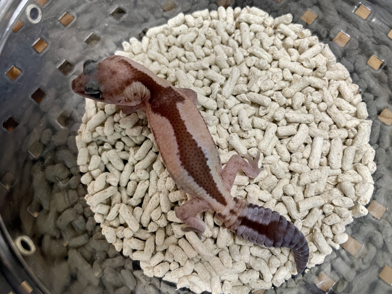 ニシアフリカトカゲモドキ（ズールーhetゴーストオレオ）(2)