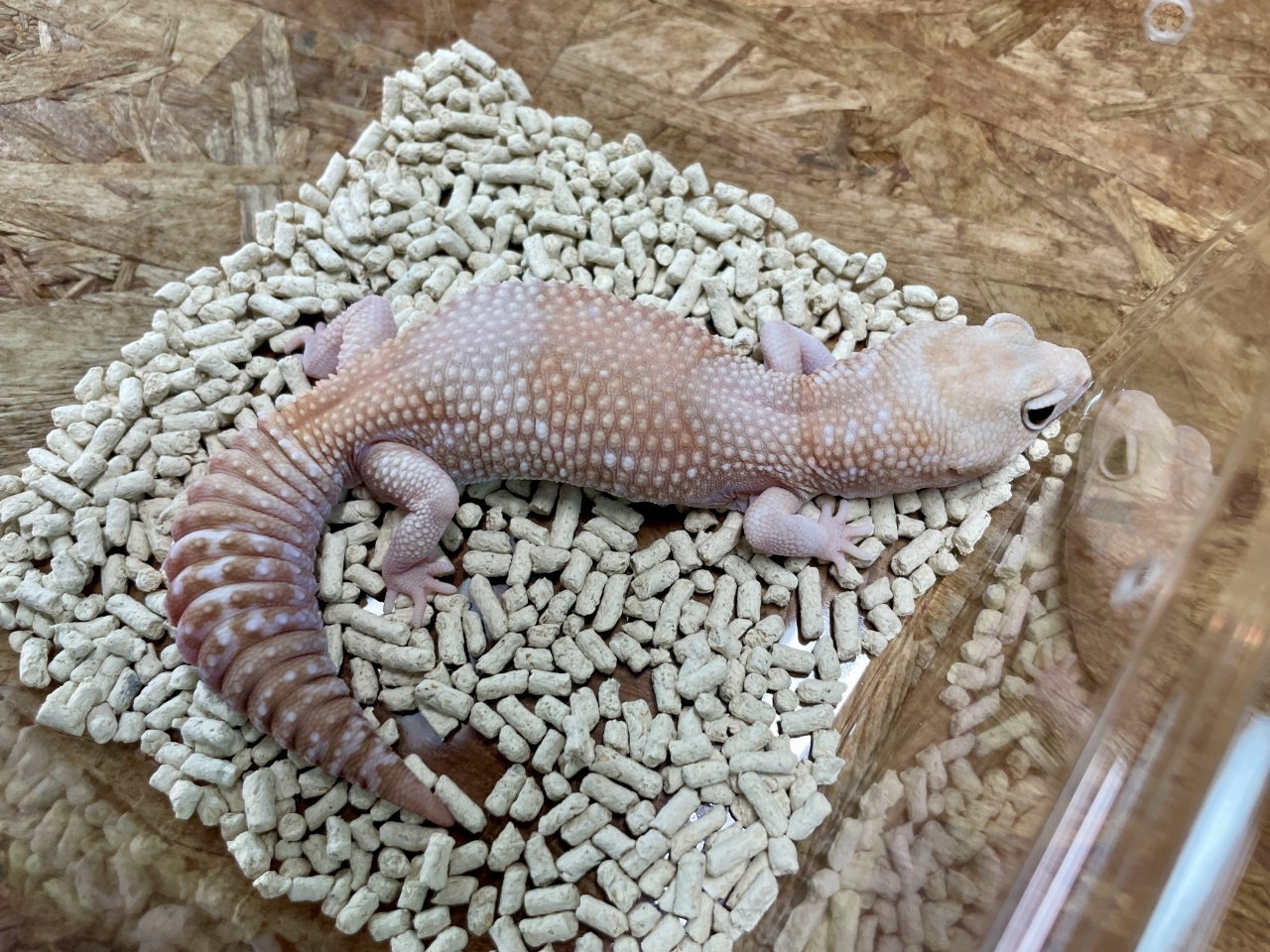 ニシアフリカトカゲモドキ（アメルストライプ）(2)