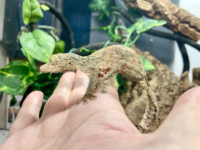 ヤマビタイヘラオヤモリ