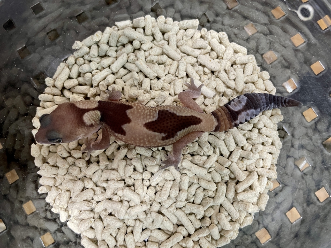 ニシアフリカトカゲモドキ（ズールーhetゴーストオレオ）(2)