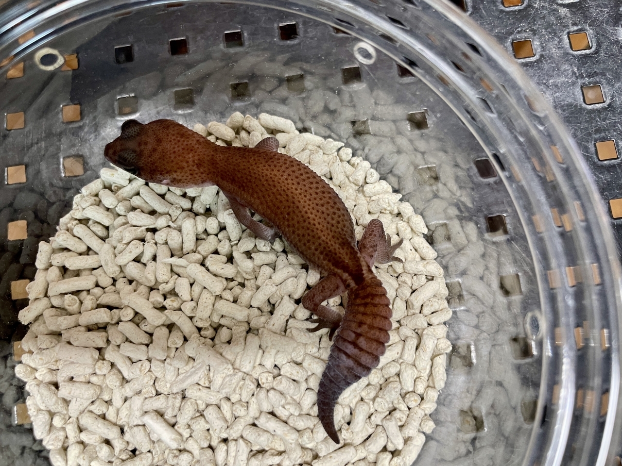 ニシアフリカトカゲモドキ（パティhetアメル）(2)