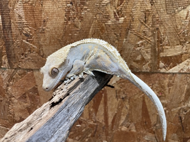 クレステッドゲッコー（トリカラーハーレクインピンスト）（No.7）