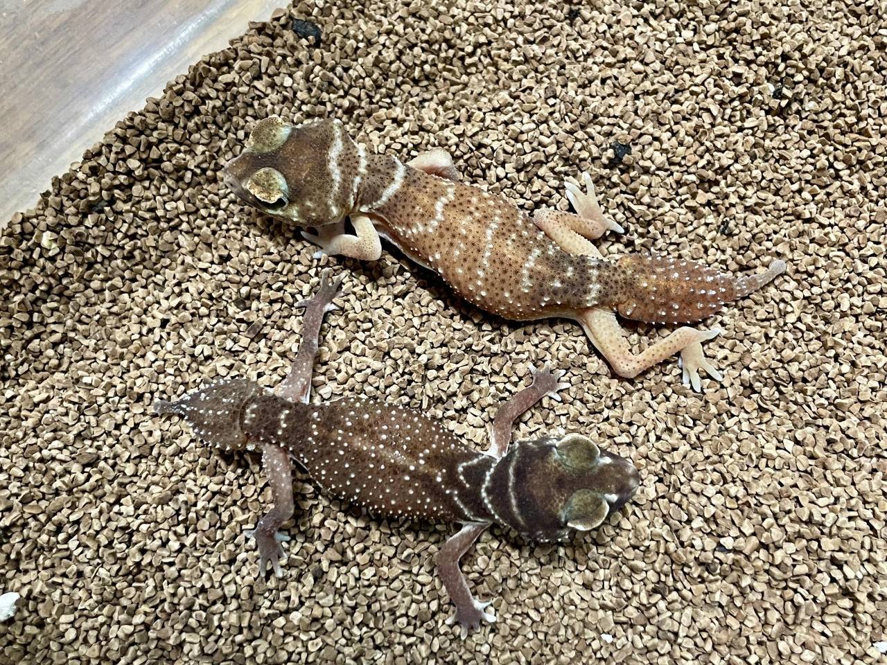 ナメハダタマオヤモリ(3)