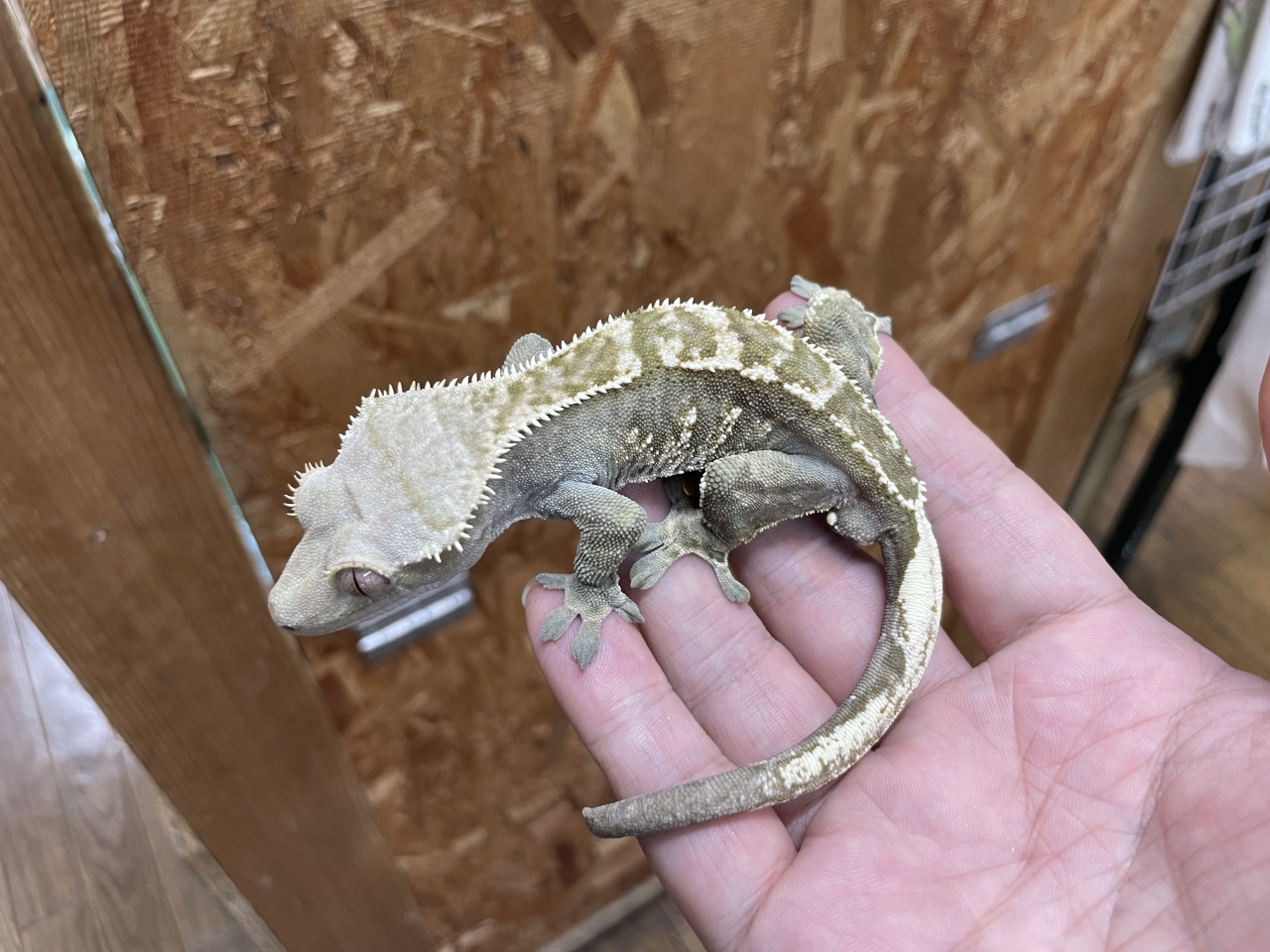 クレステッドゲッコー（ダークカラー）（No.1）(2)