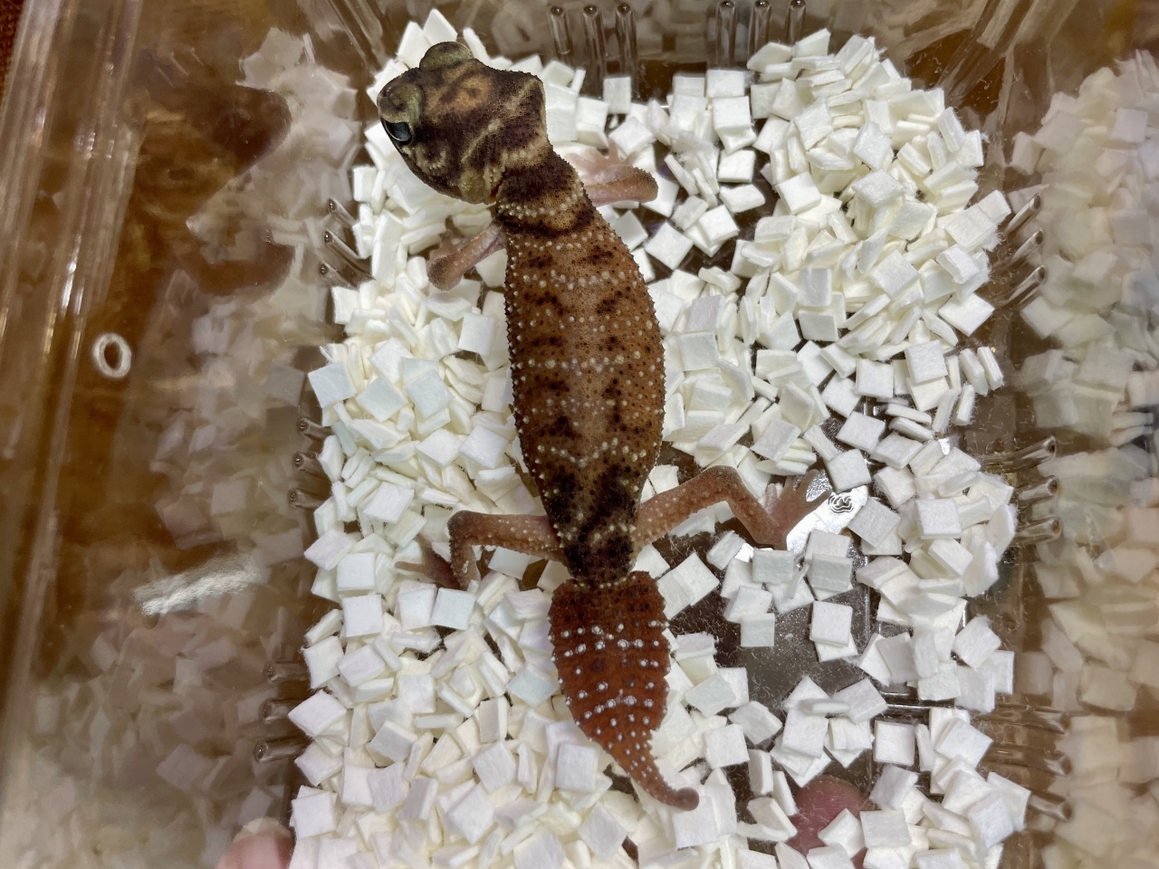 ピルバラナメハダタマオヤモリ（hetパターンレスアルビノ）（No.1）(3)