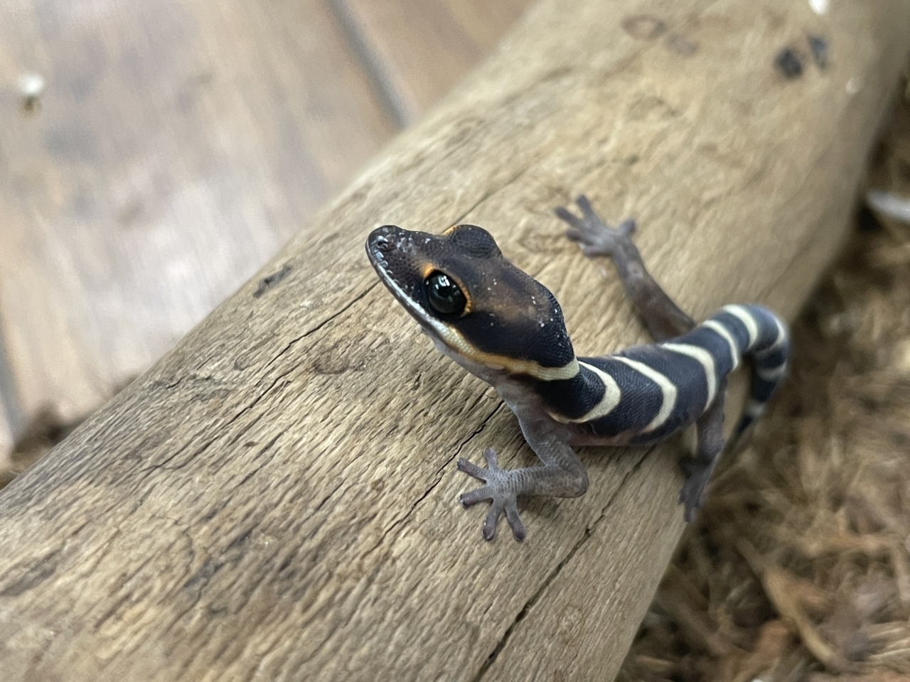 ハスオビビロードヤモリ(2)