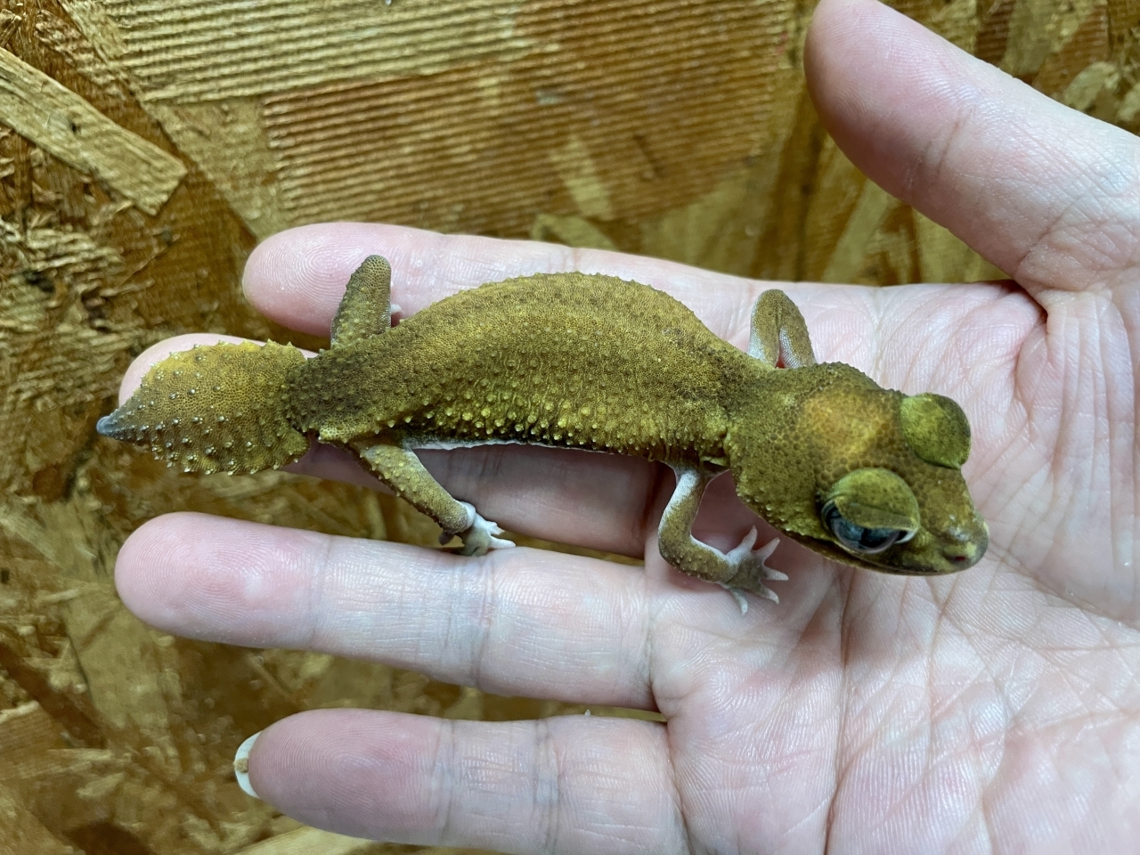 ピルバラタマオヤモリ（パターンレスhetアルビノ）（No.1）(2)