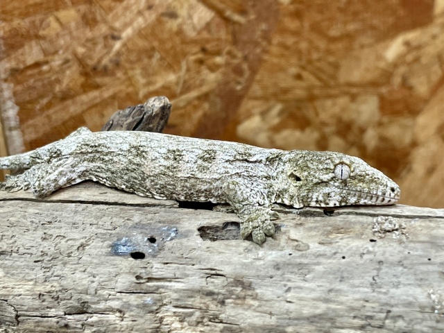 ジャイアントゲッコー（マウントコーギス）