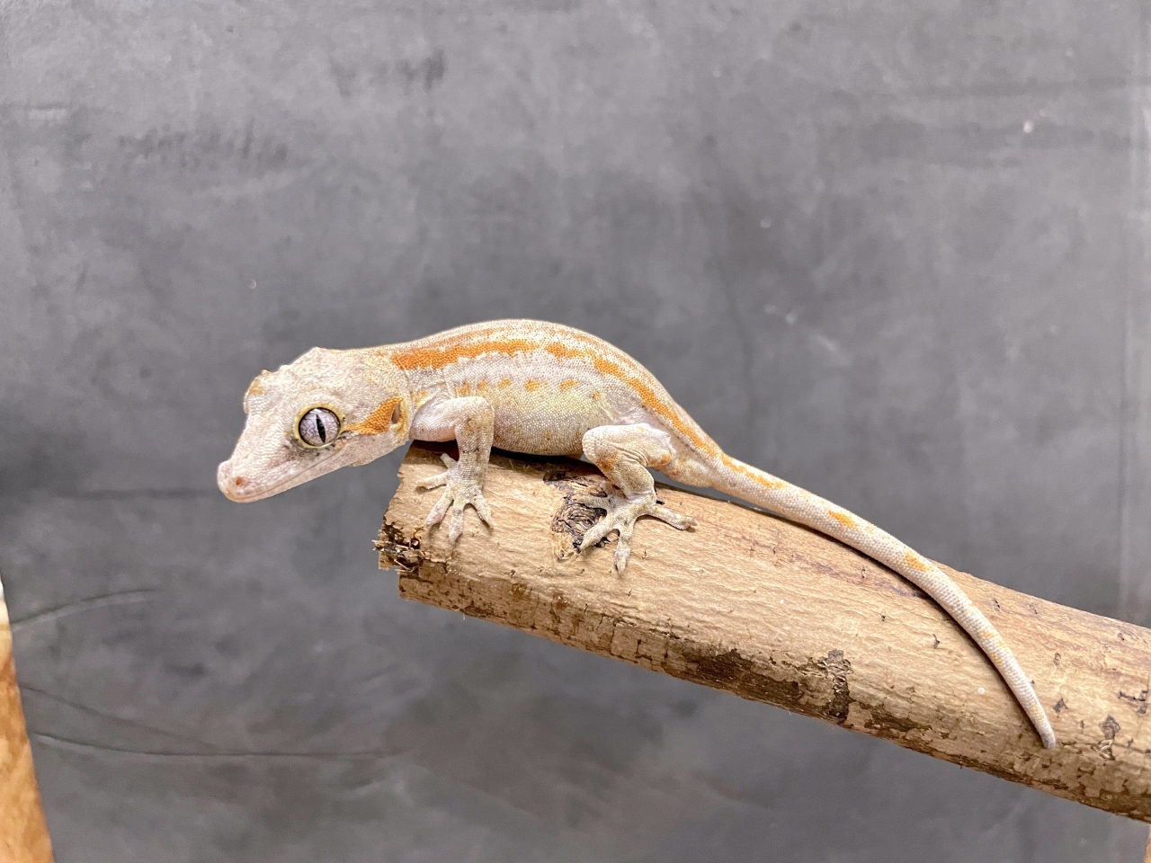 ガーゴイルゲッコー（オレンジストライプ）（No.5）(1)