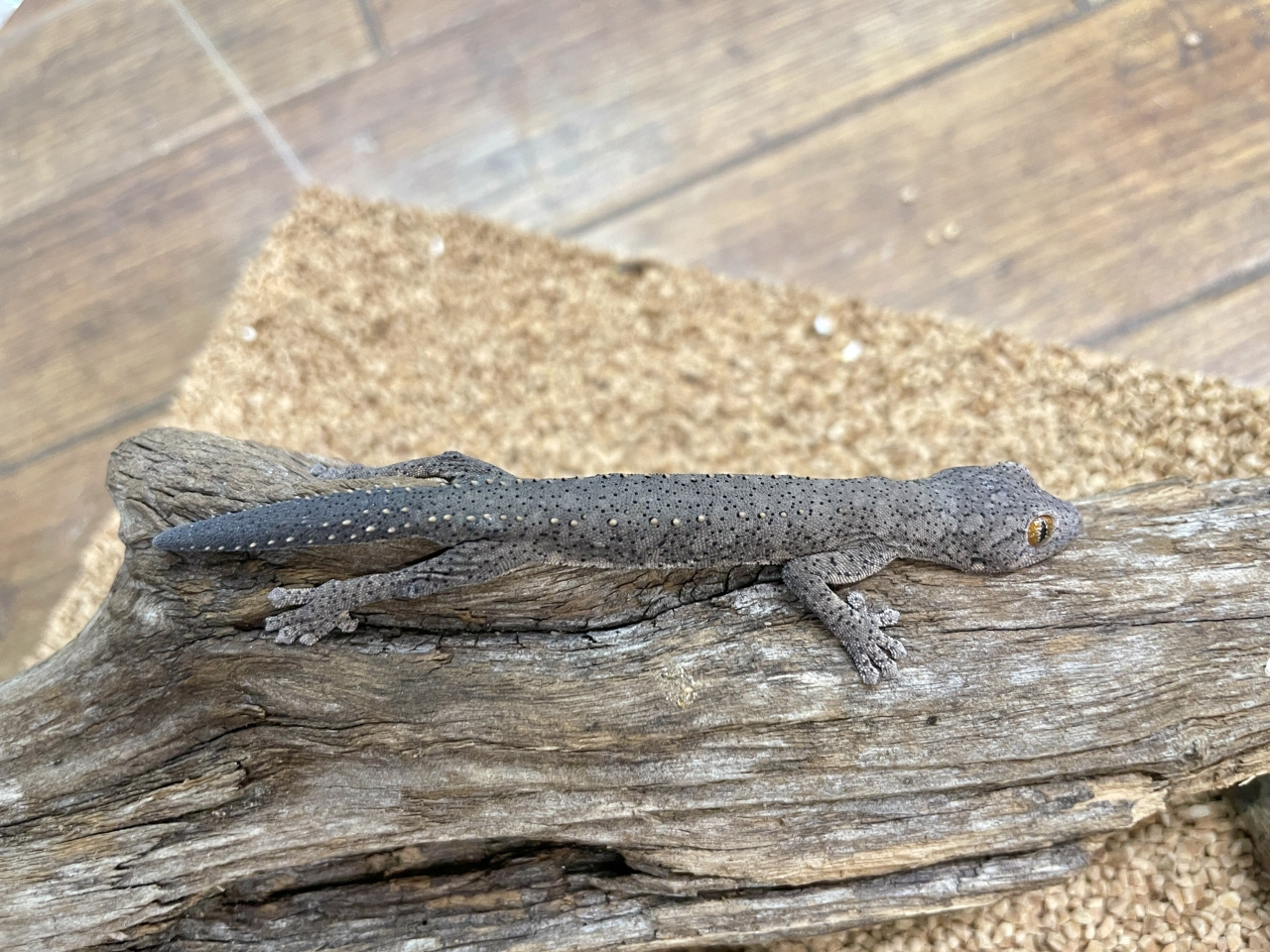 ウィリアムスイシヤモリ(1)