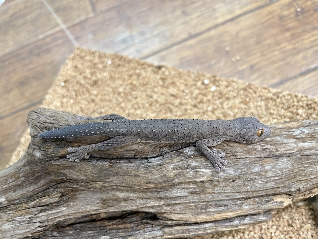 ウィリアムスイシヤモリ