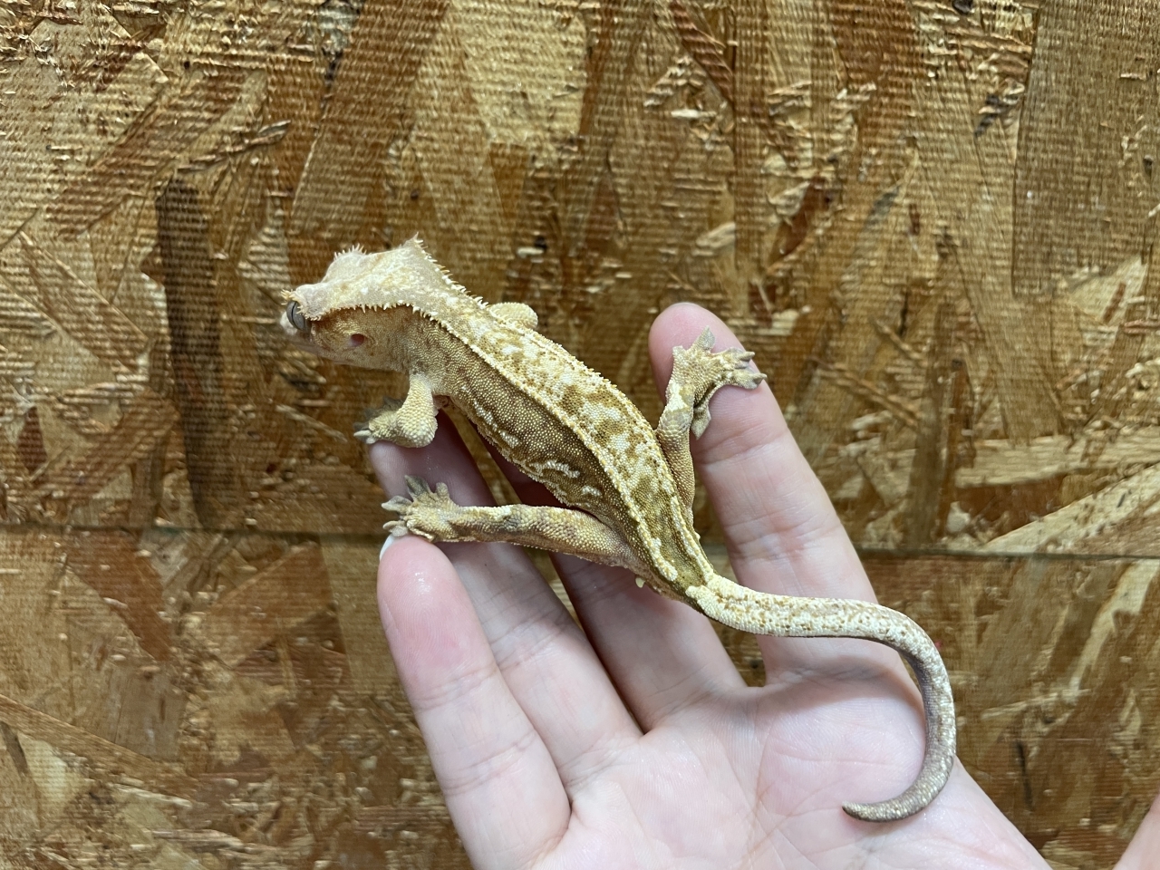 クレステッドゲッコー（リバースピンストライプ）（No.3）(2)