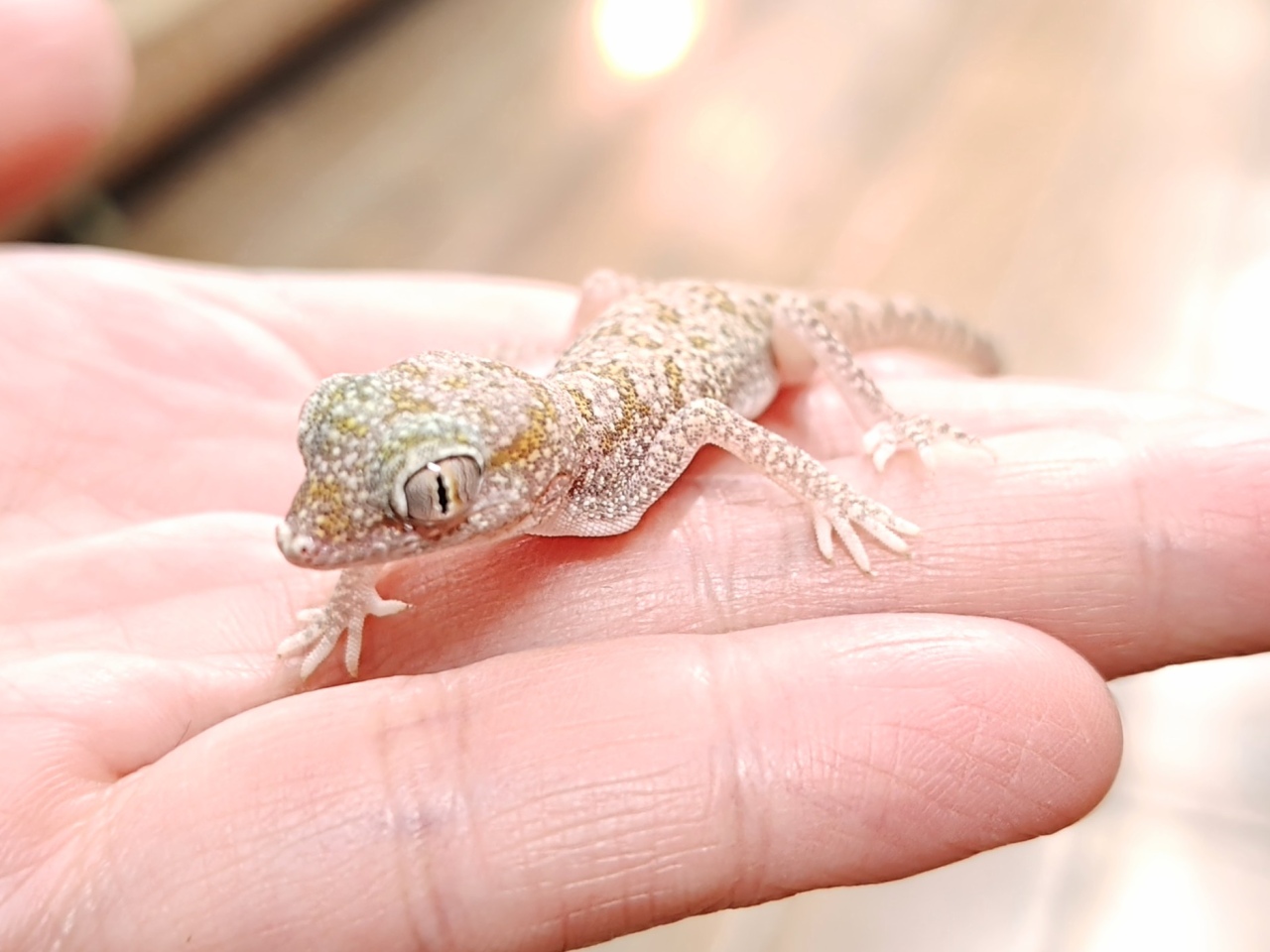 エレガンスボウユビヤモリ(2)