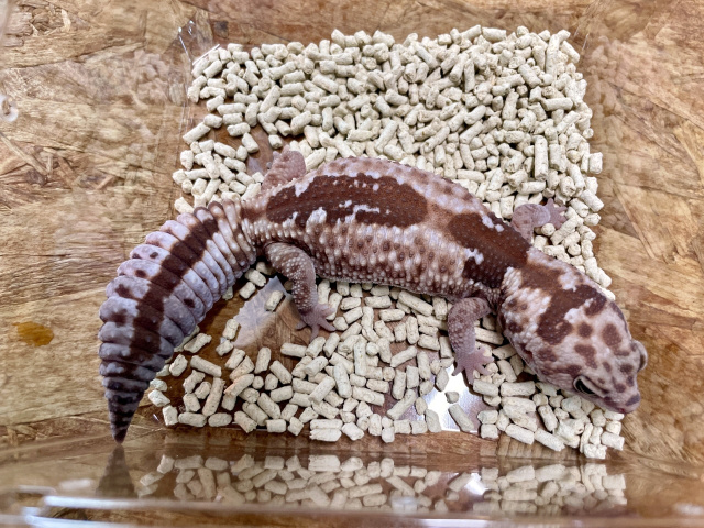 ニシアフリカトカゲモドキ（ズールー）