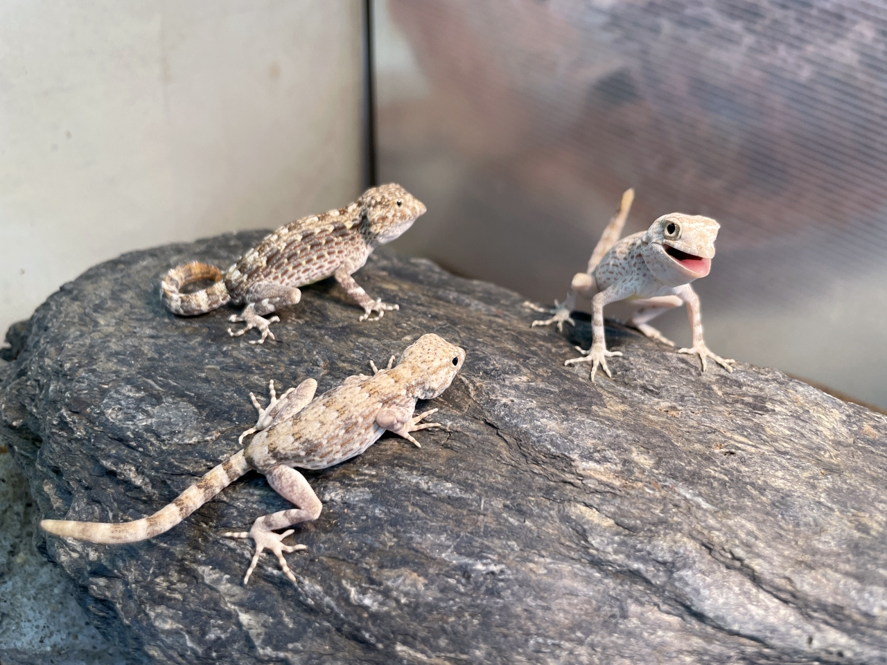 カータートゲオヤモリ(2)