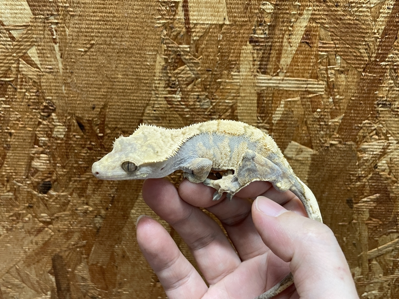 クレステッドゲッコー（ハーレクイン）（No.2）(1)