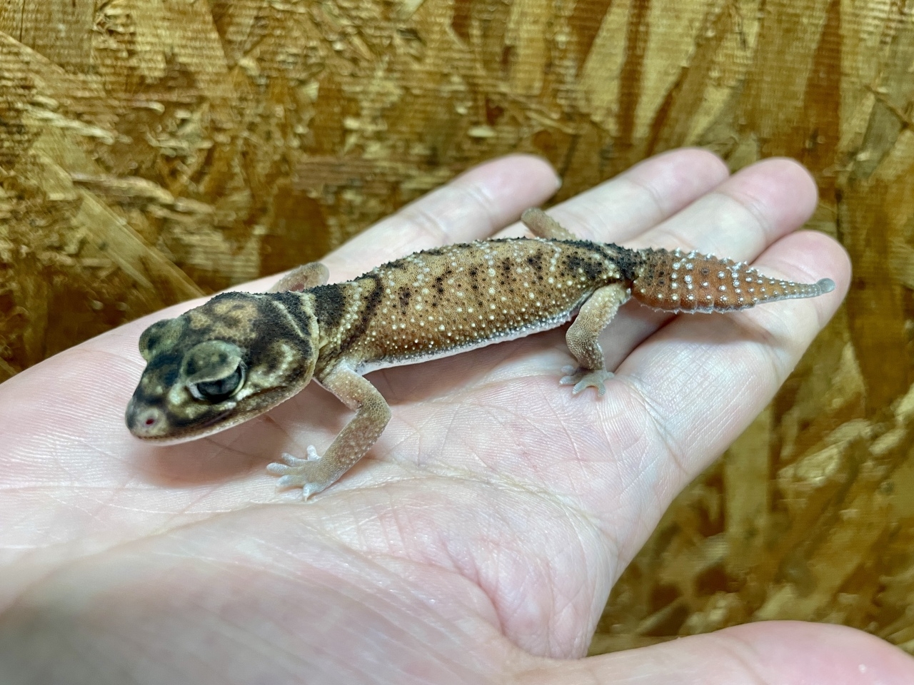 ピルバラナメハダタマオヤモリ（hetパターンレスアルビノ）（No.1）(2)