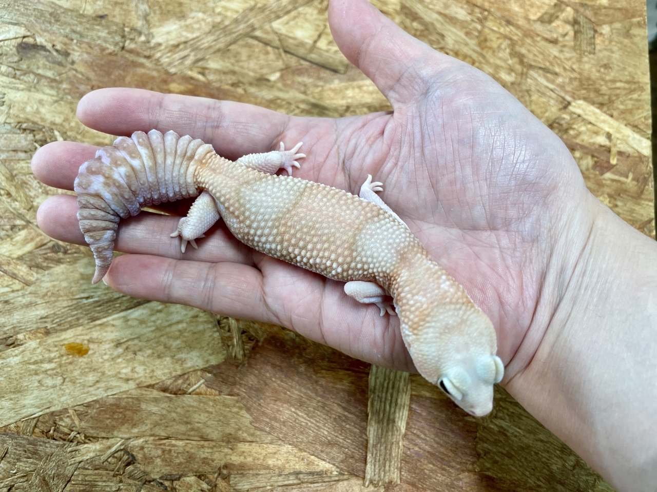 ニシアフリカトカゲモドキ（アメル）(3)