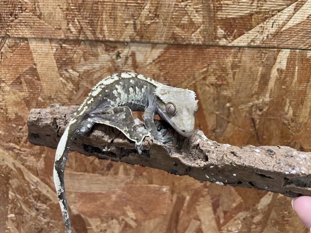 クレステッドゲッコー（ハーレクイン）（No.4）