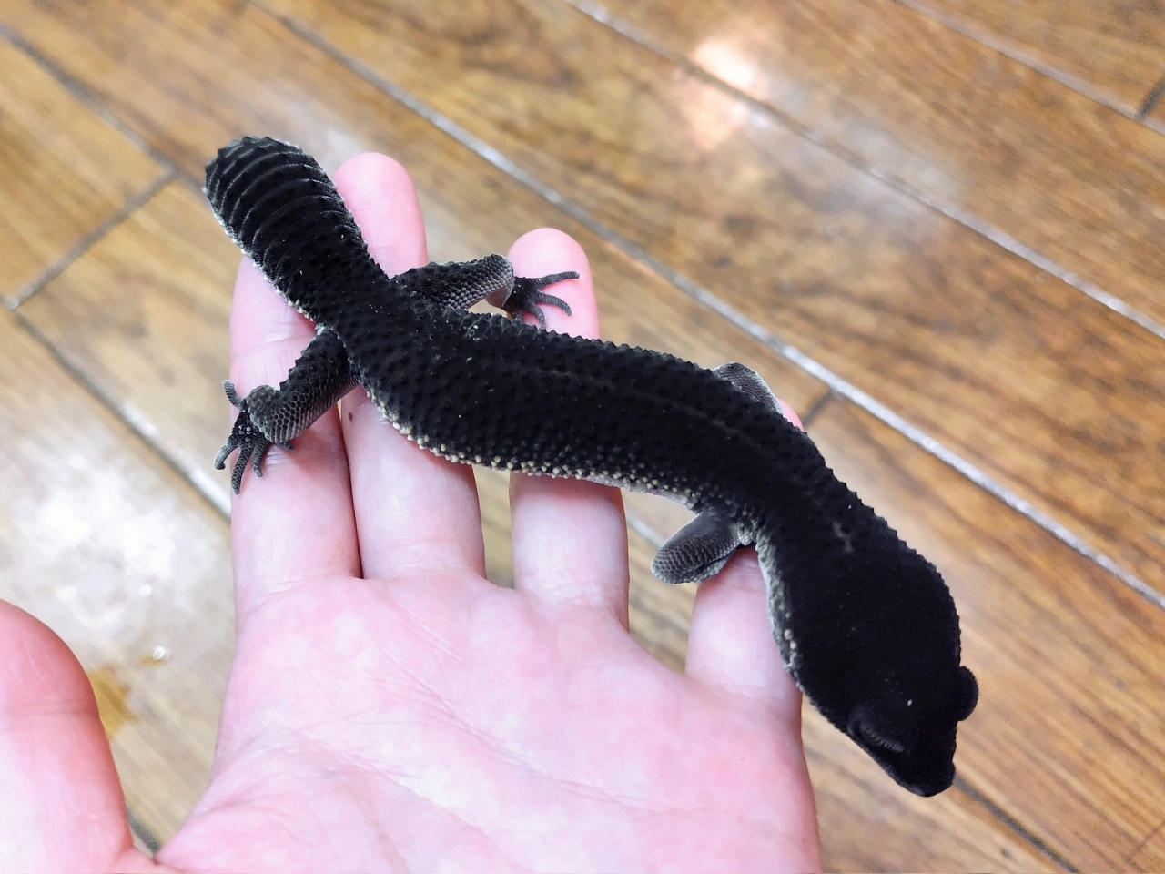 ヒョウモントカゲモドキ（ブラックナイト）(2)