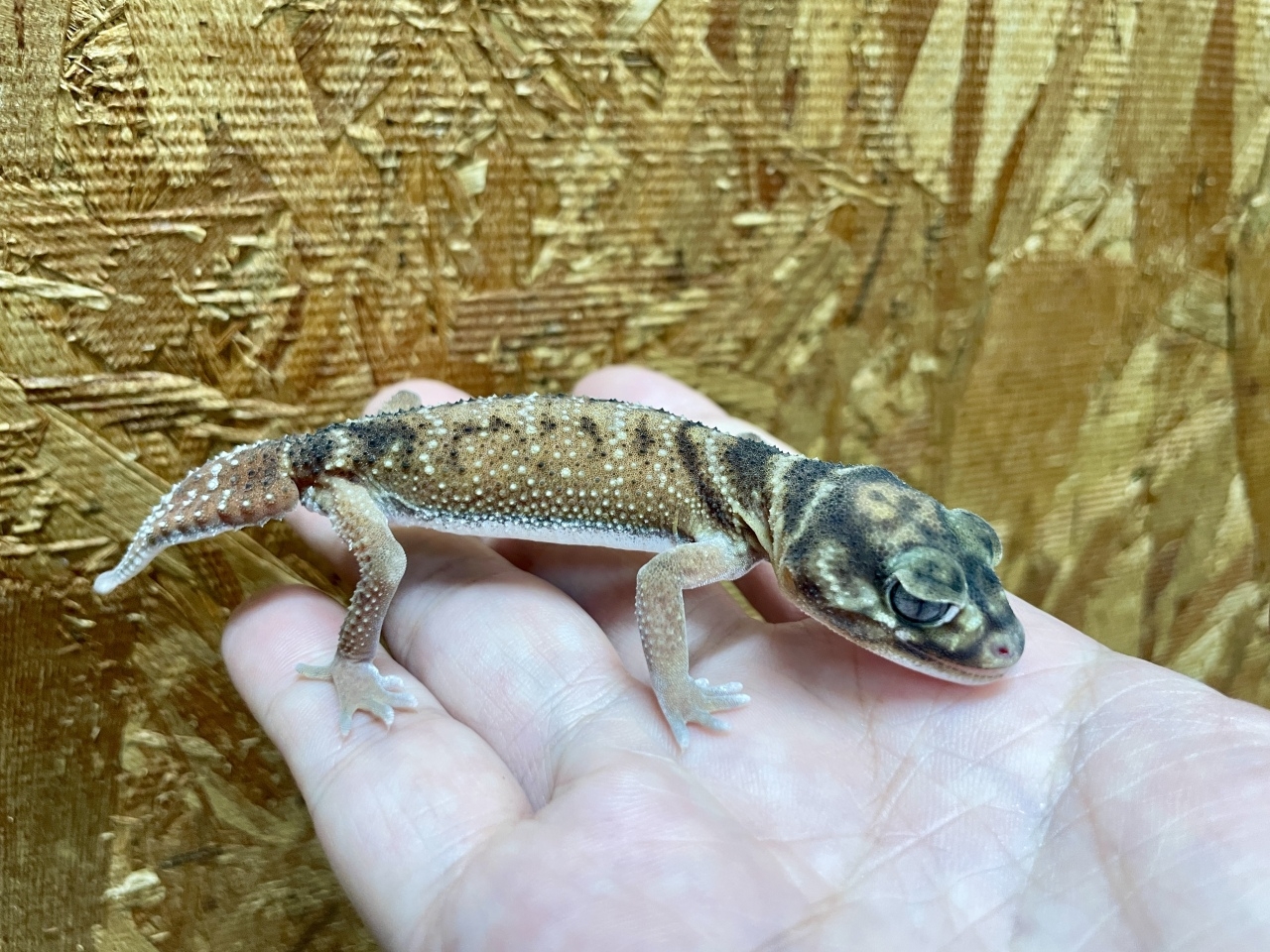 ピルバラナメハダタマオヤモリ（hetパターンレスアルビノ）（No.1）(1)