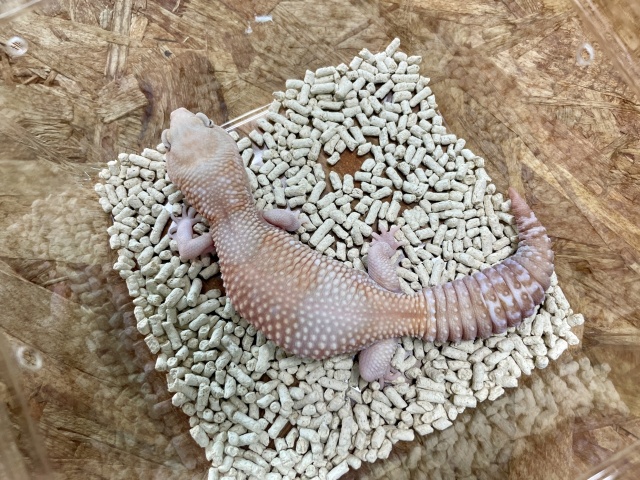 ニシアフリカトカゲモドキ（アメルストライプ）