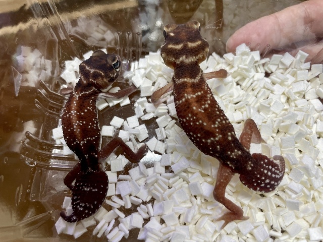 ピルバラナメハダタマオヤモリ（hetパターンレスアルビノ）