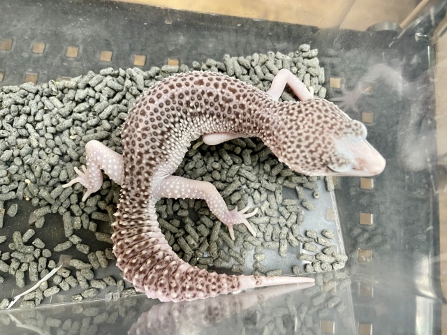 ヒョウモントカゲモドキ（ギャラクシー）（No.21）