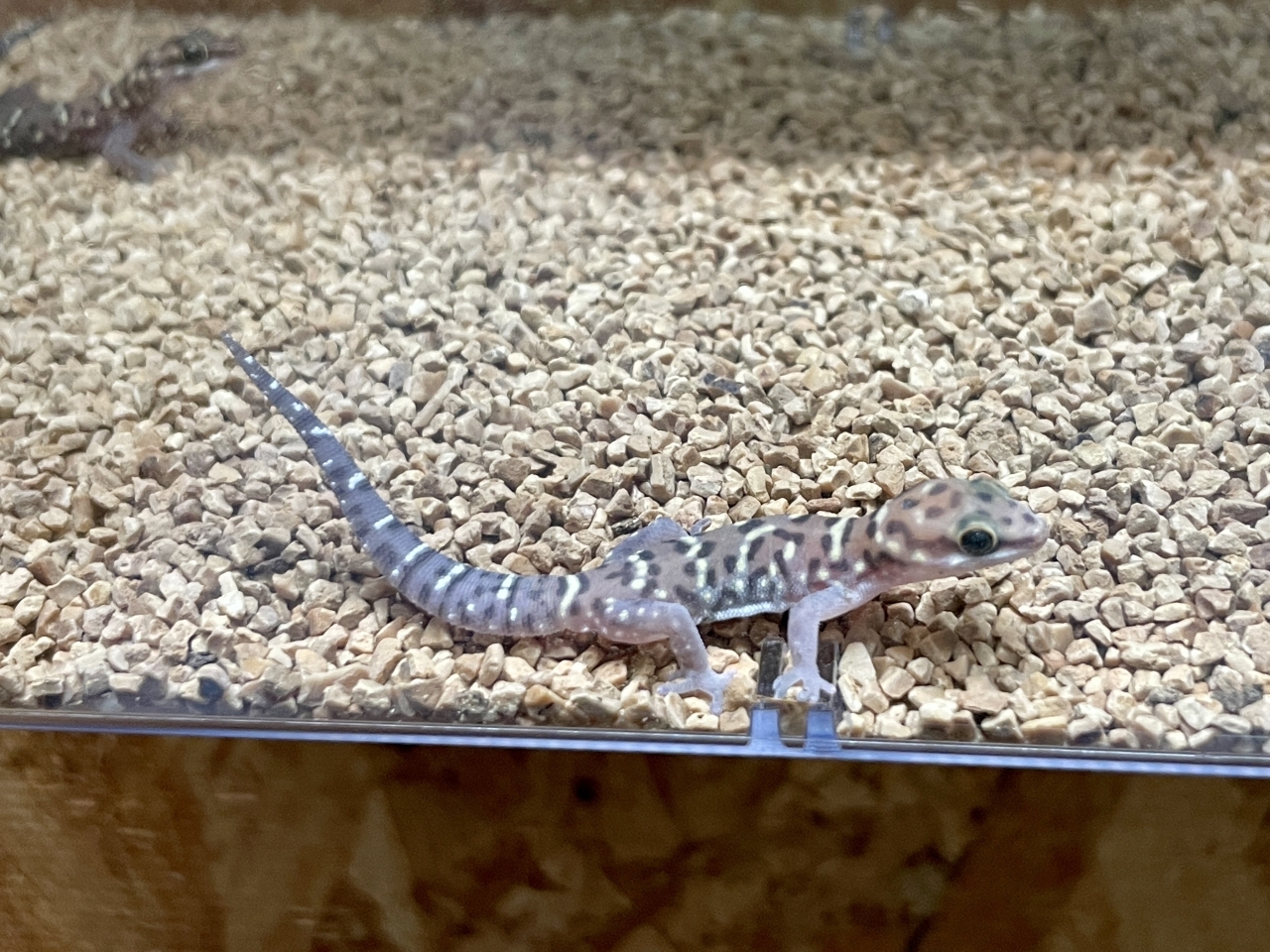 モザンビークタイガーゲッコー(3)