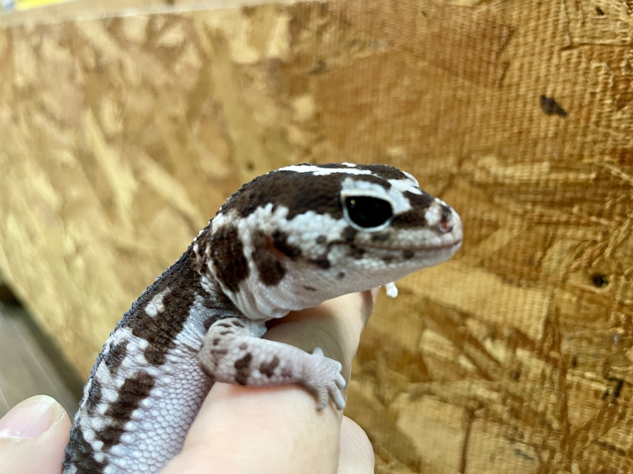 爬虫類ショップ サウリア守口店｜ニシアフリカトカゲモドキ