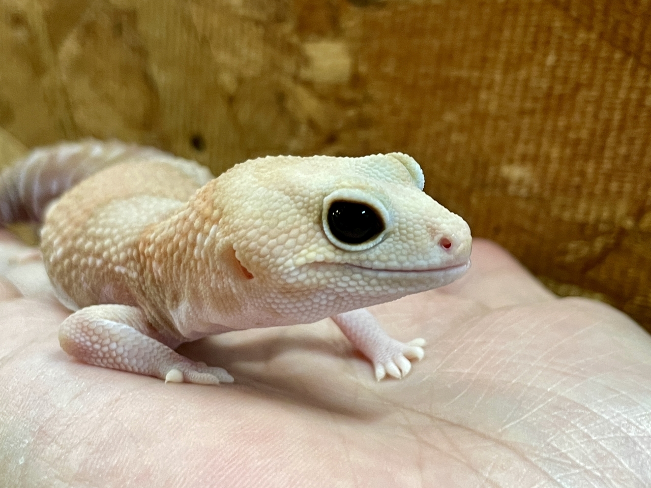 ニシアフリカトカゲモドキ（アメル）(4)