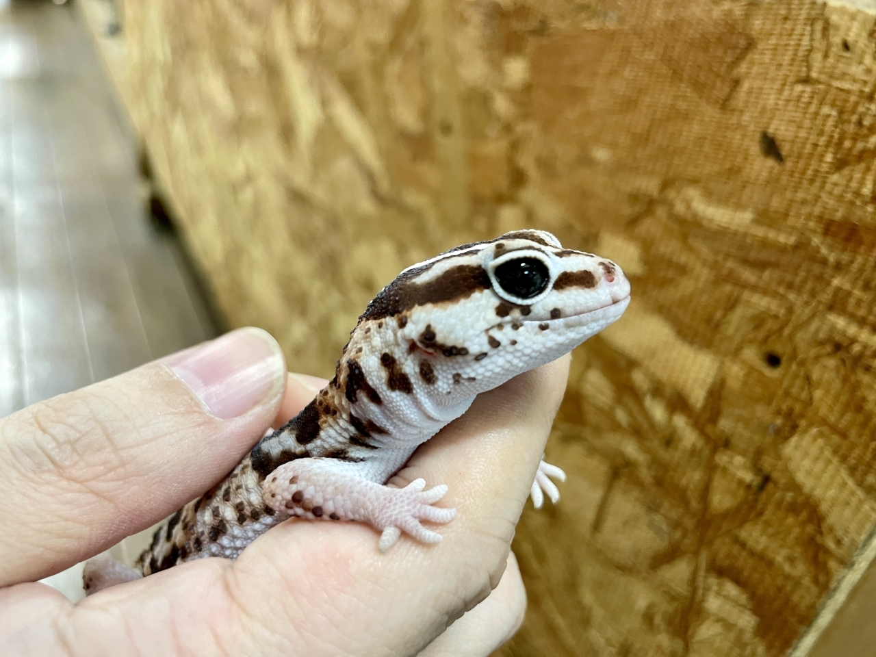 ニシアフリカトカゲモドキ（ホワイトアウトストライプ）(3)