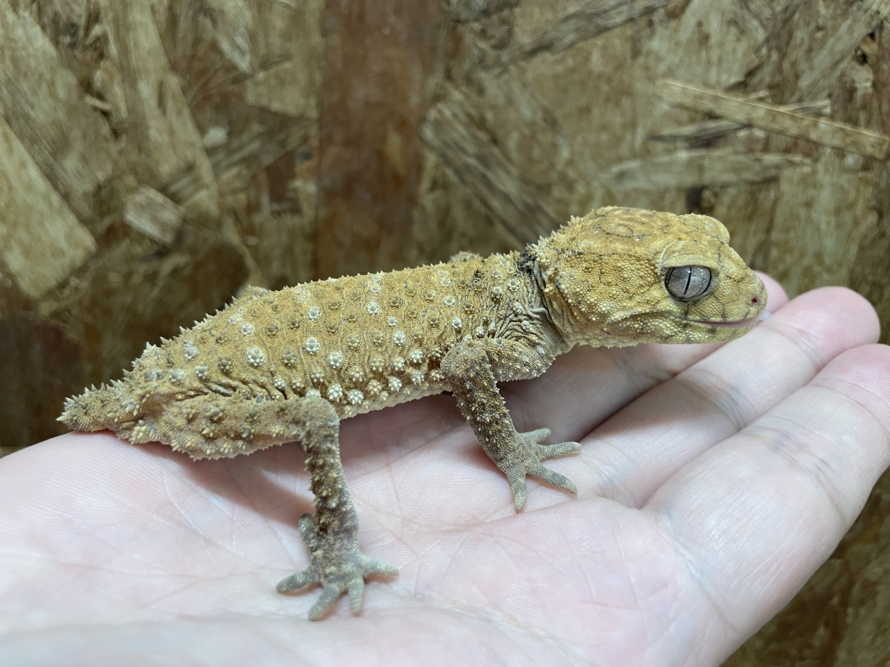 オニタマオヤモリ（No.2）(2)