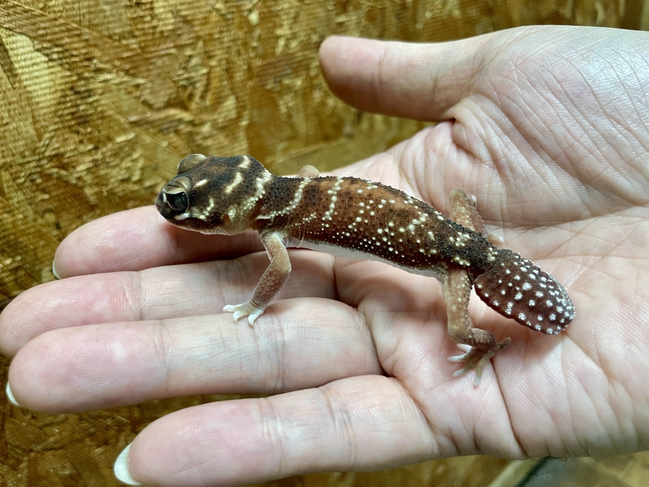 ピルバラナメハダタマオヤモリ（hetパターンレスアルビノ）(3)