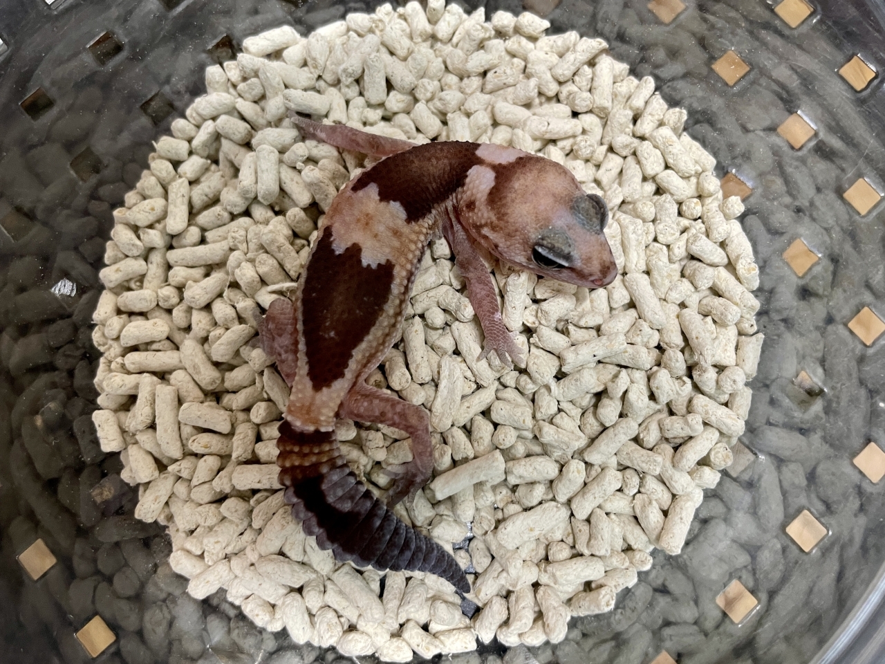 ニシアフリカトカゲモドキ（ズールーhetスノー）(2)