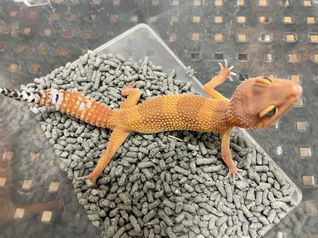 ヒョウモントカゲモドキ（マンダリン）（No.17）