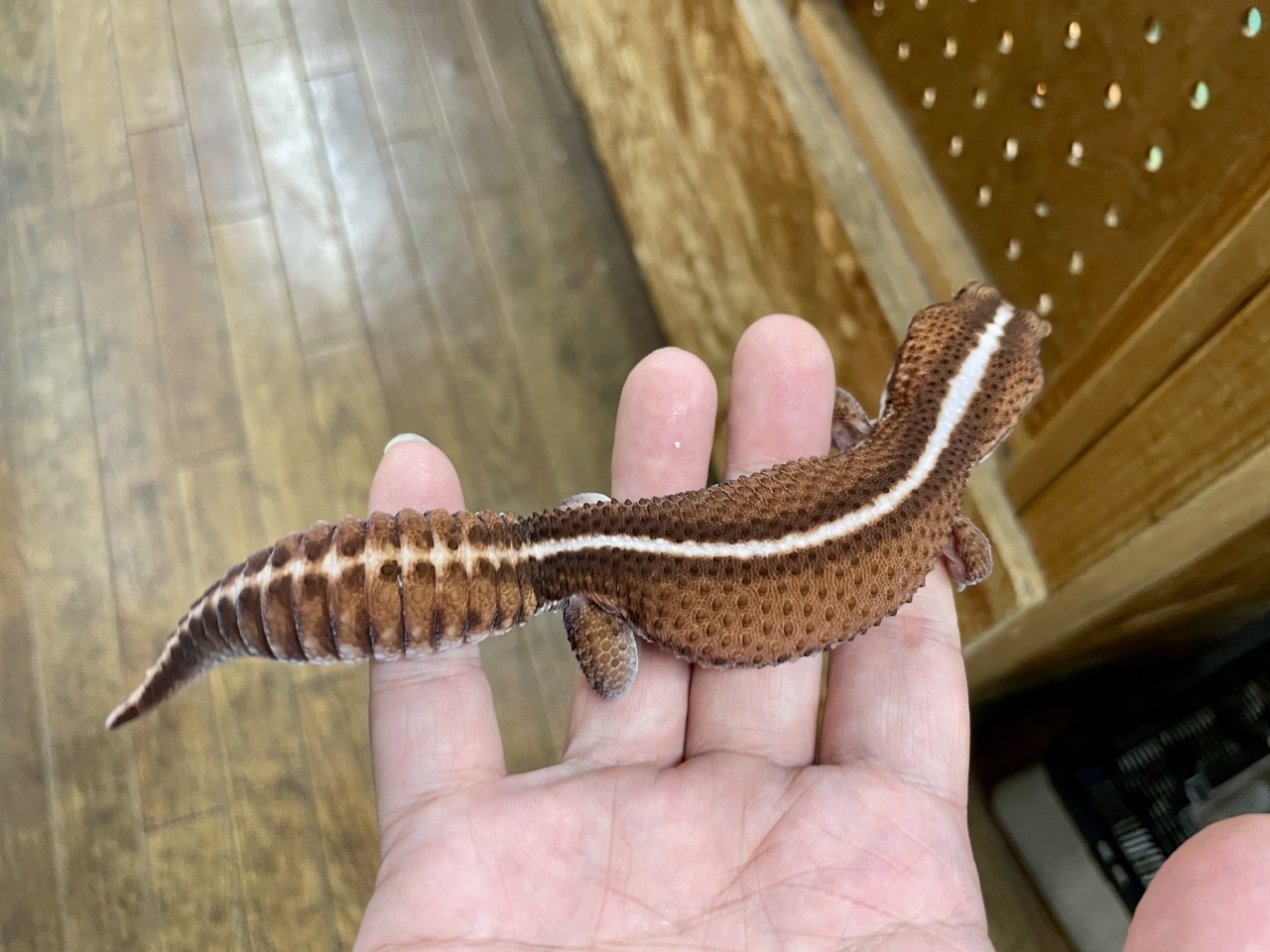ニシアフリカトカゲモドキ（パターンレスストライプ）(3)