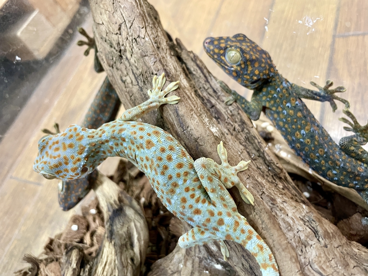 トッケイヤモリ(1)