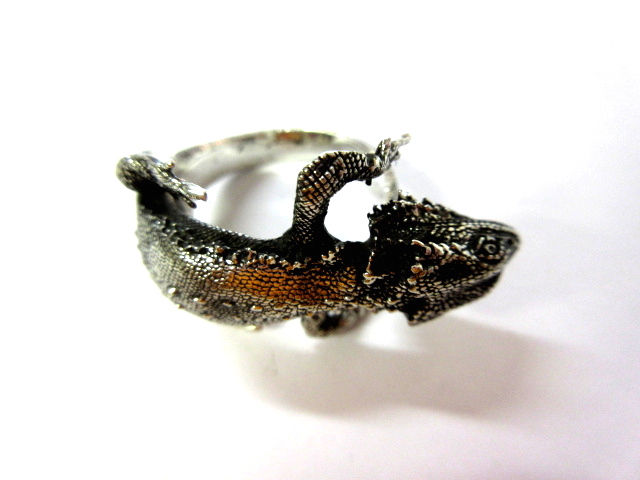 爬虫類ショップ サウリア守口店｜Bearded Dragon Ring（フトアゴヒゲ