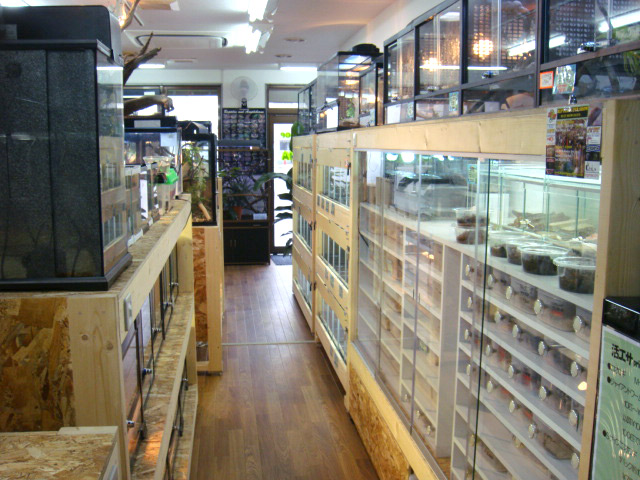 爬虫類ショップ サウリア大阪守口店 爬虫類ショップ サウリア大阪守口店