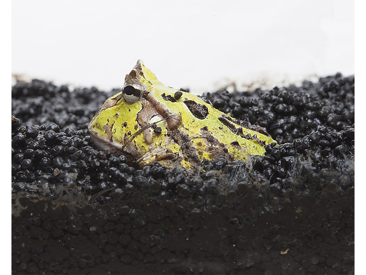 FROG SOIL（2.5ｋｇ）(4)