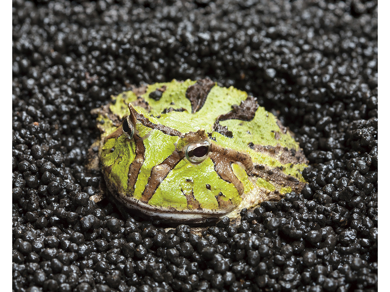 FROG SOIL（1ｋｇ）(5)