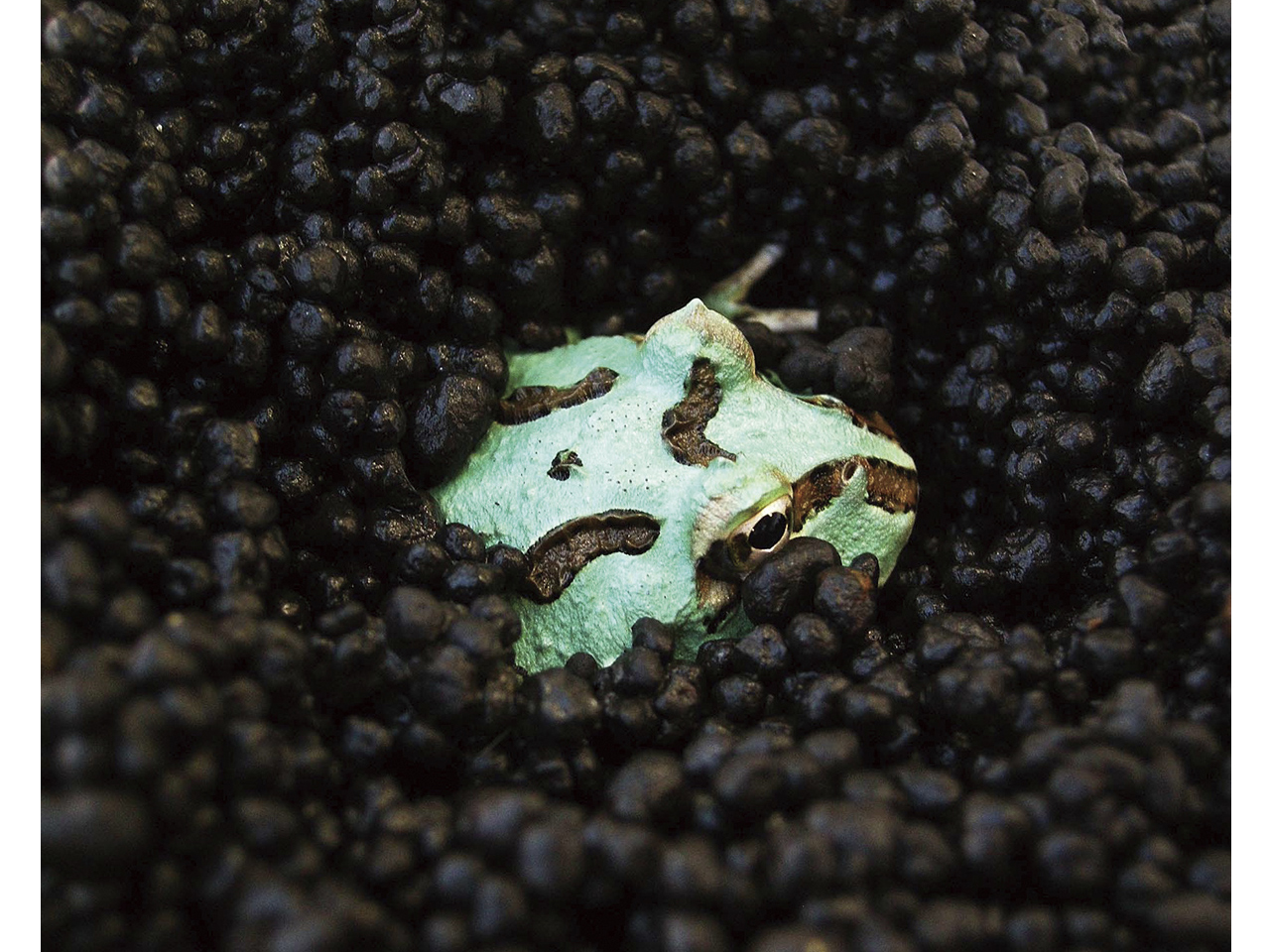 FROG SOIL（1ｋｇ）(6)