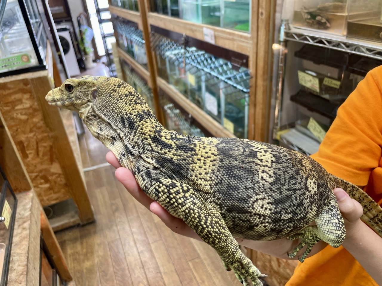 サルファモニター（ハイイエロー）(2)
