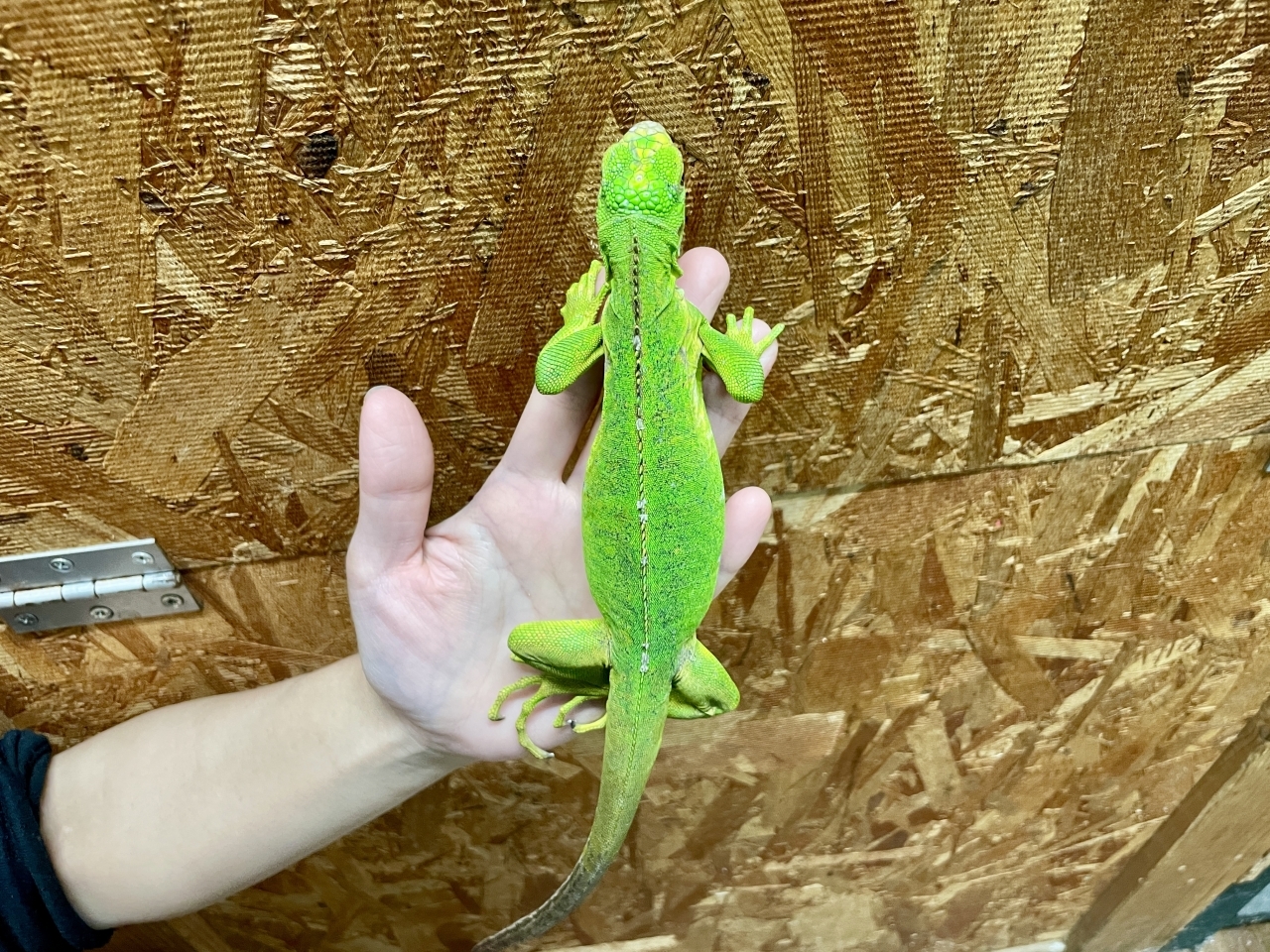 レッサーアンティルイグアナ(6)