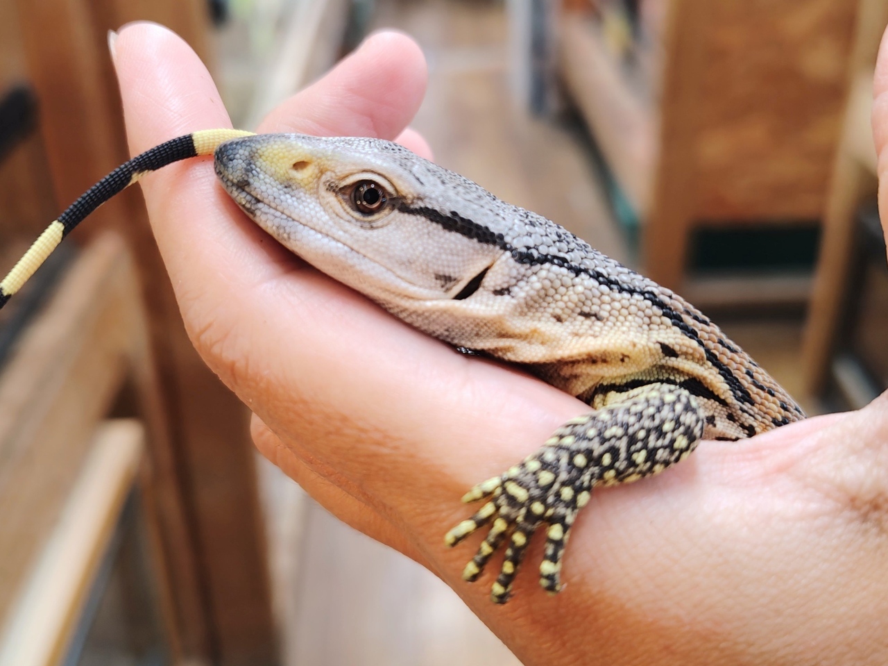 アフリカンロックモニター（ノドグロ）(2)